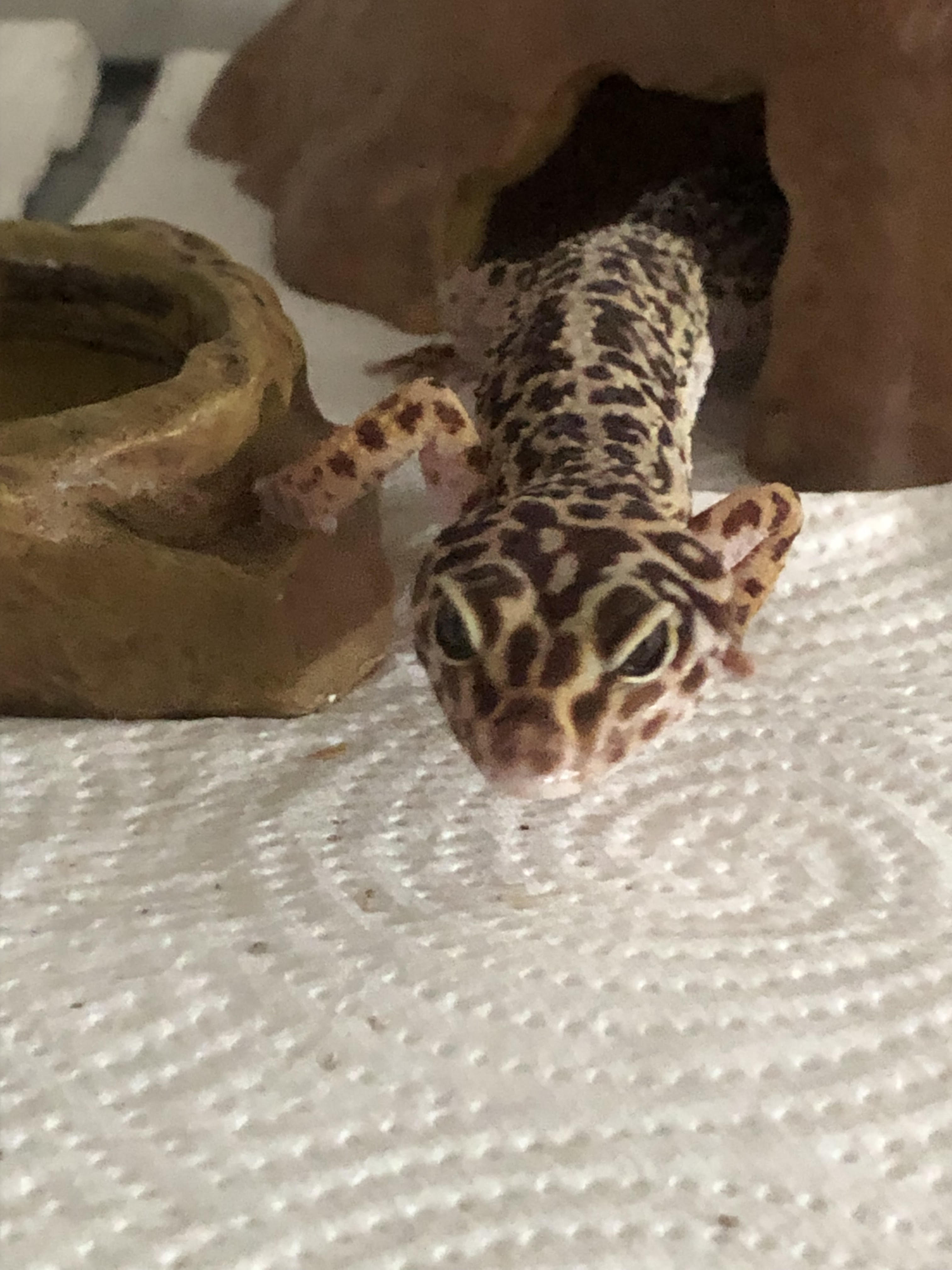 Rosie the gecko